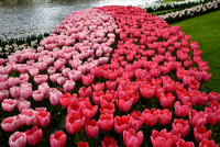 11  Tulips in Keukenhof Gardens