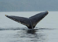Humpback Whale near Juneau Alaska