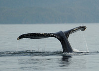 Humpback Wale near Juneau Alaska