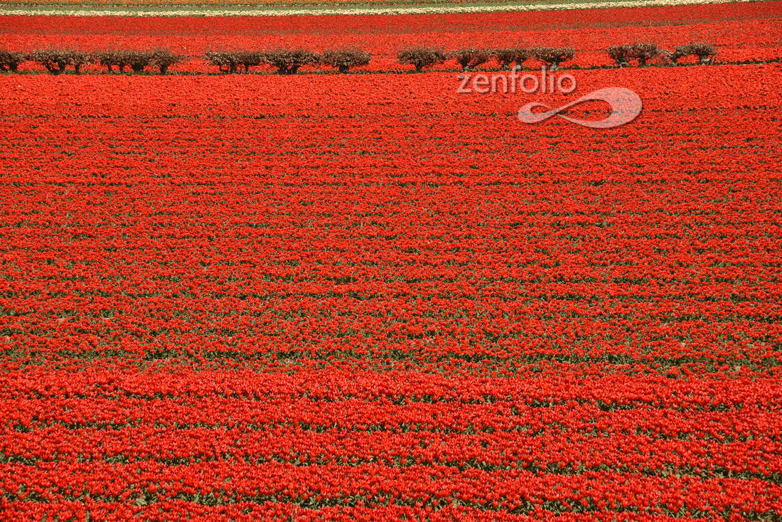 30 Fields of Tulips Netherlands