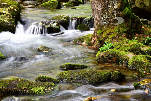 Cosby Creek   Great Smoky Mountains Nat Pk