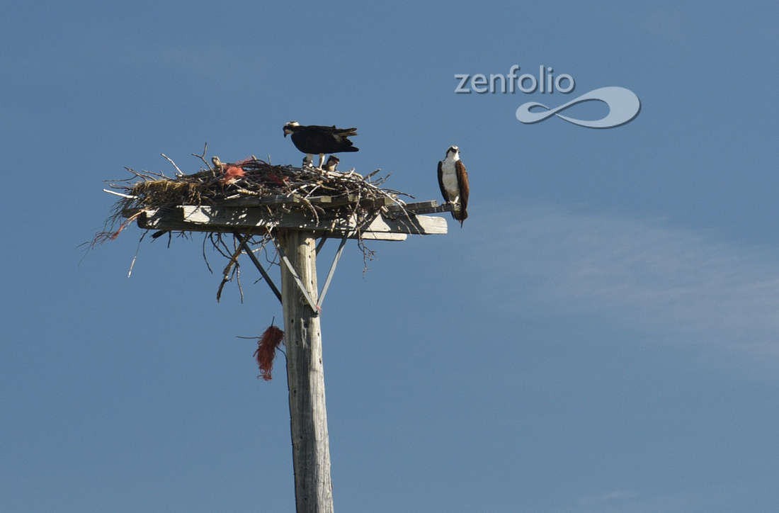 Osprey Nest near Glacier National Park