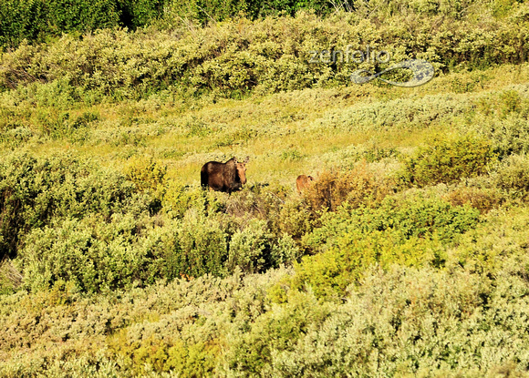 Moose near Jackson Lake Lodge, Grand Tetons Nat Park