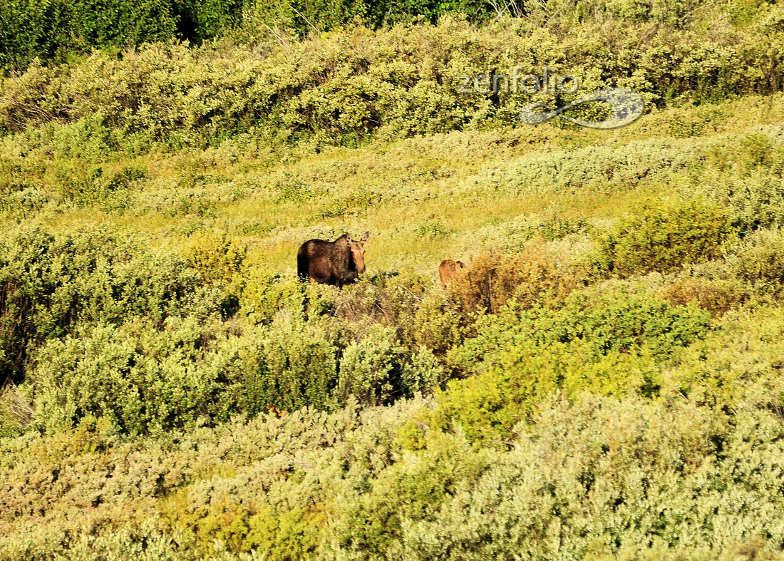 Moose near Jackson Lake Lodge, Grand Tetons Nat Park