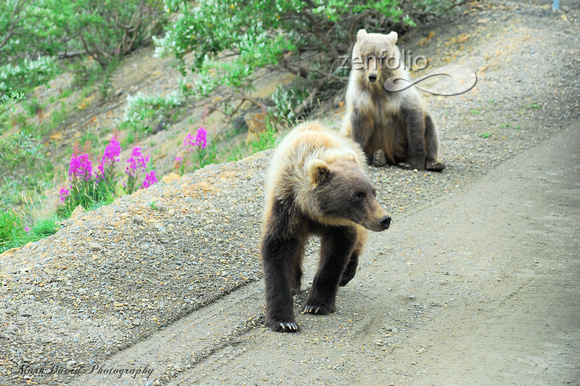 Mom and her two year old grizzly cub, Denali Nat Park