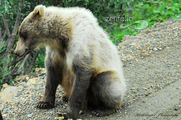Female Grizzly, Denali Nat Park