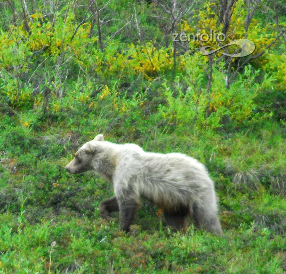 Ursus arctos horribilis in Denali