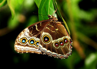 Emperor Moth