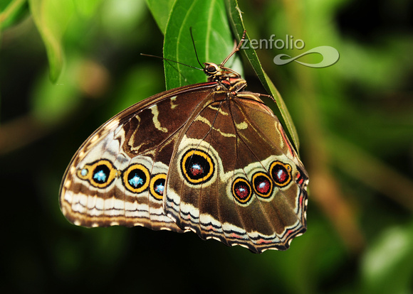 Emperor Moth