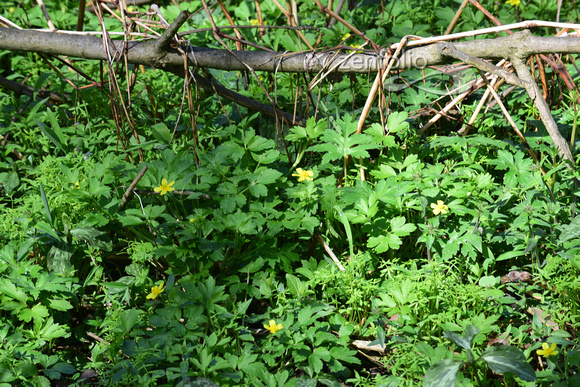 Bristly Buttercup  in Funks Grove