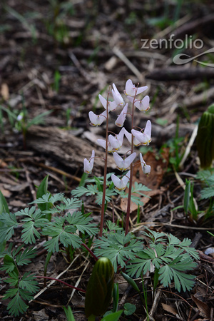 Dutchman's Breeches Hedge Apple 5