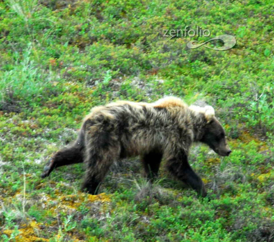 Ursus arctos horribilis in Denali