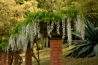 Wisteria from Monserrate Palace and Gardens