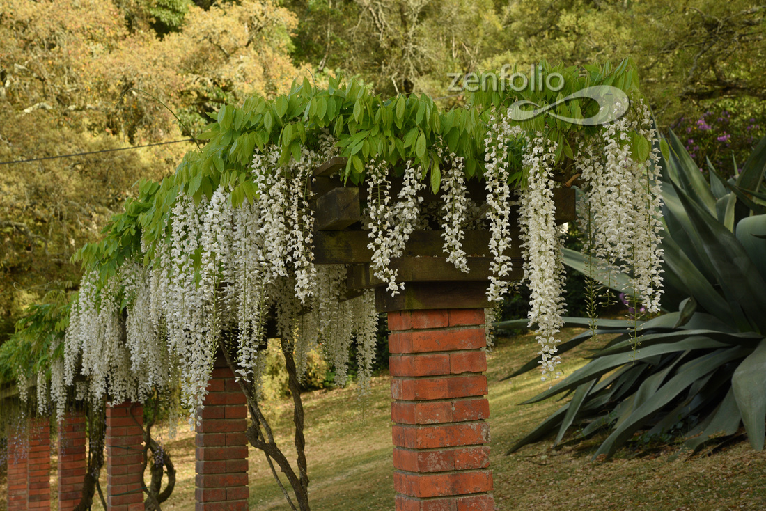 Wisteria from Monserrate Palace and Gardens