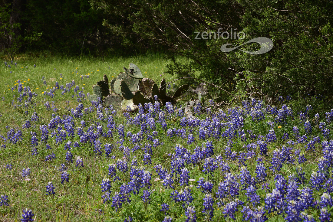 Mark David Photography | Texas Hill Country Wildflowers