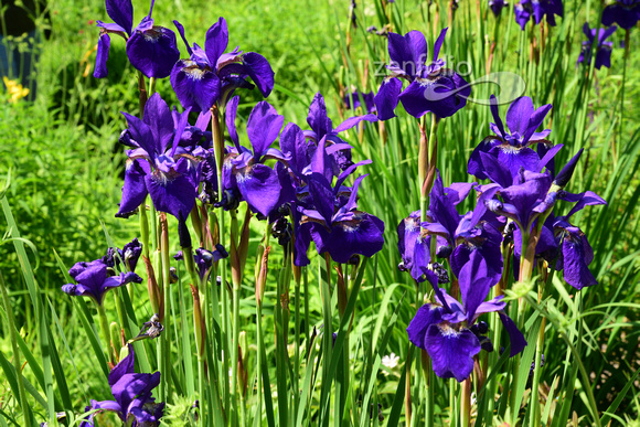 Weihenstephen Gardens on University of Triesdoff near Munich