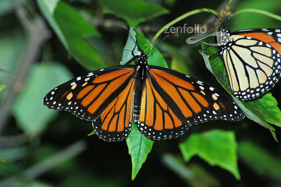 Monarch Backyard 086