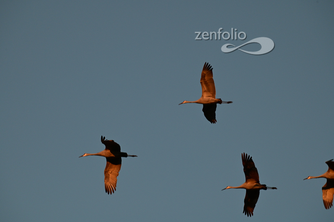 1 Sandhill Cranes 3263 Jasper Pulaski Nov 2023