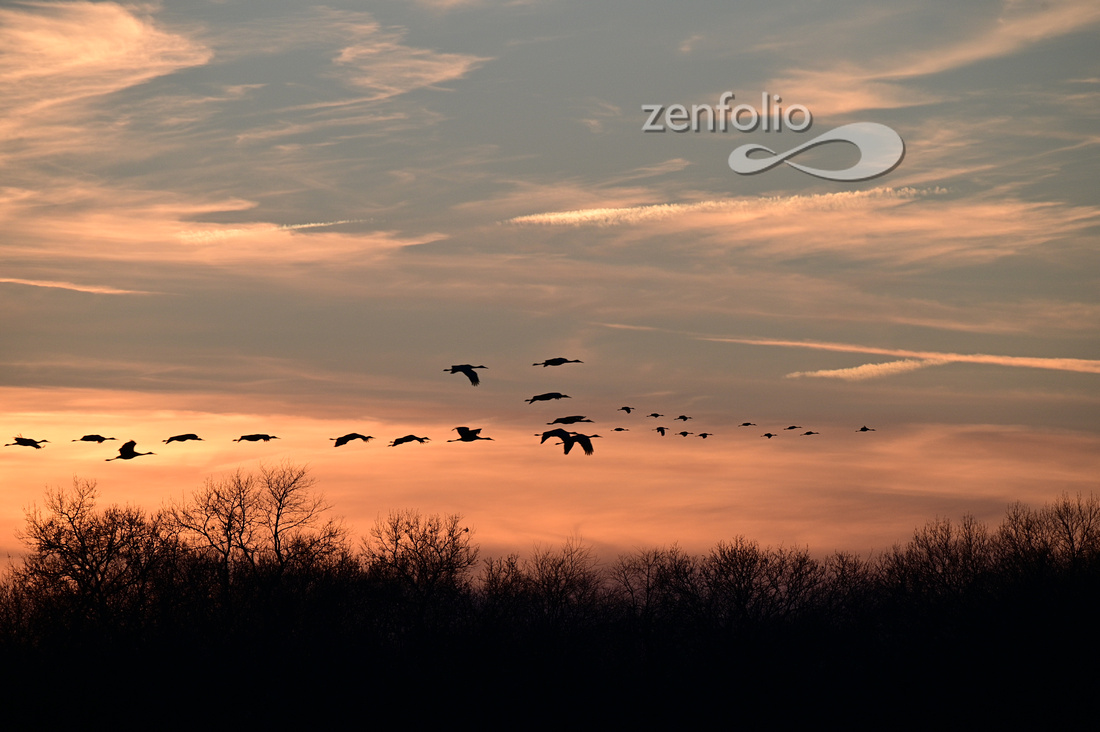 1 Sandhill Cranes 3632 Jasper Pulaski Nov 2023