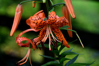 Maxine's Tiger Lilly