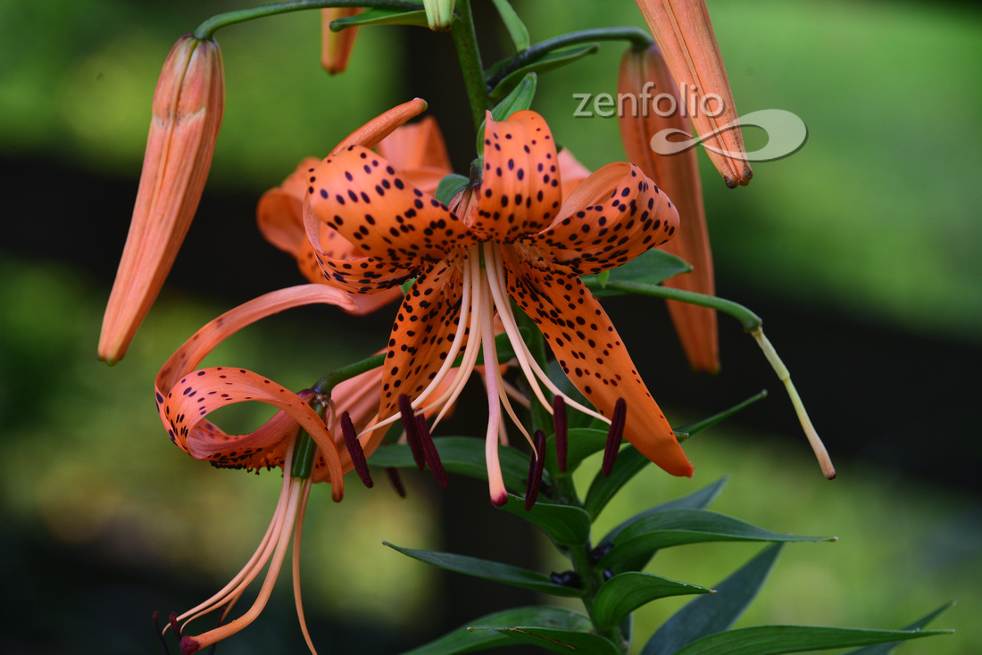 Maxine's Tiger Lilly