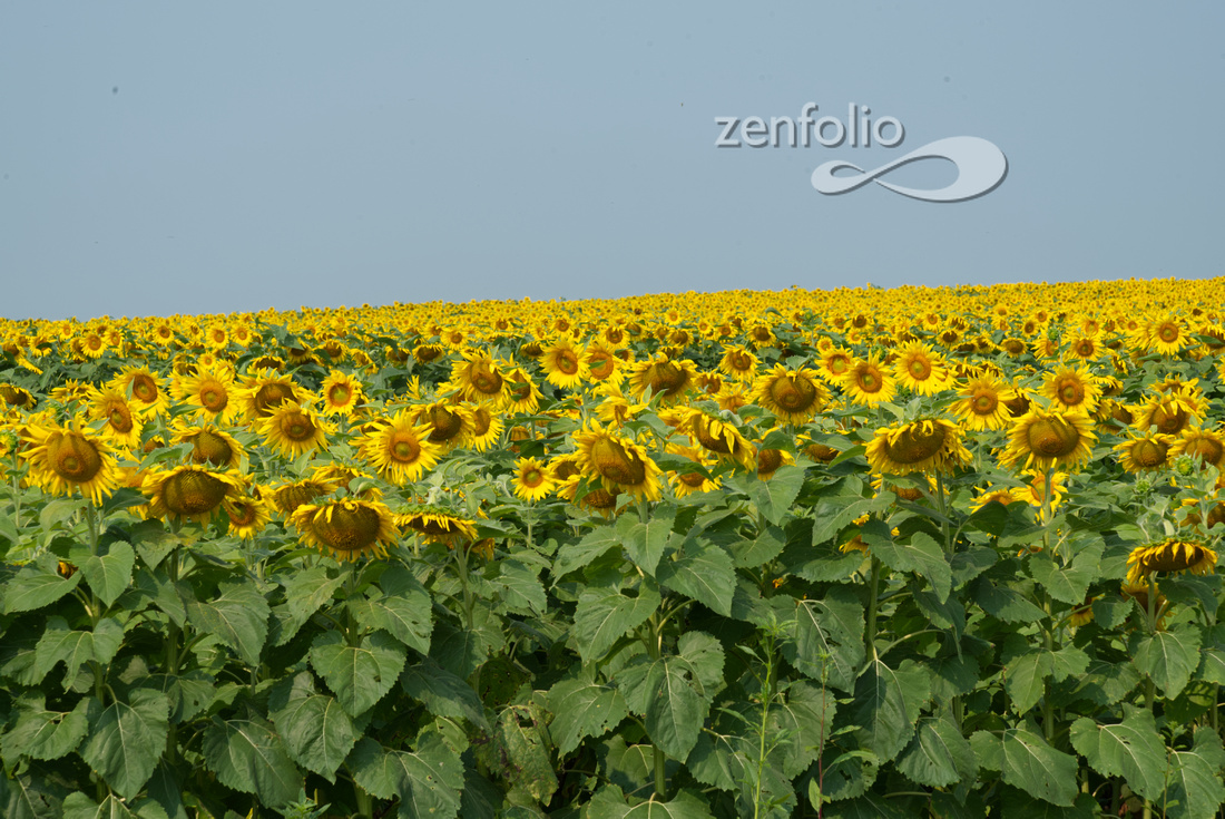Sunflower field, Urbana