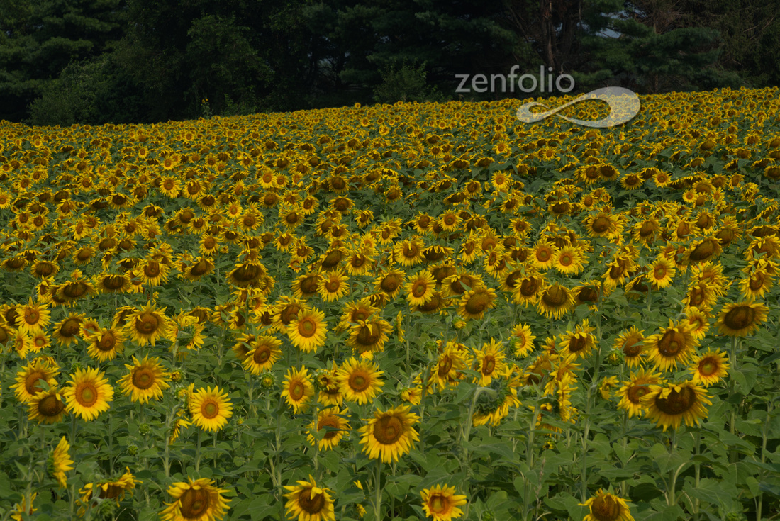 Sunflower field, Urbana