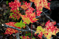 Maple in full colors in Michigan