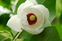 Magnolia Central Illinois