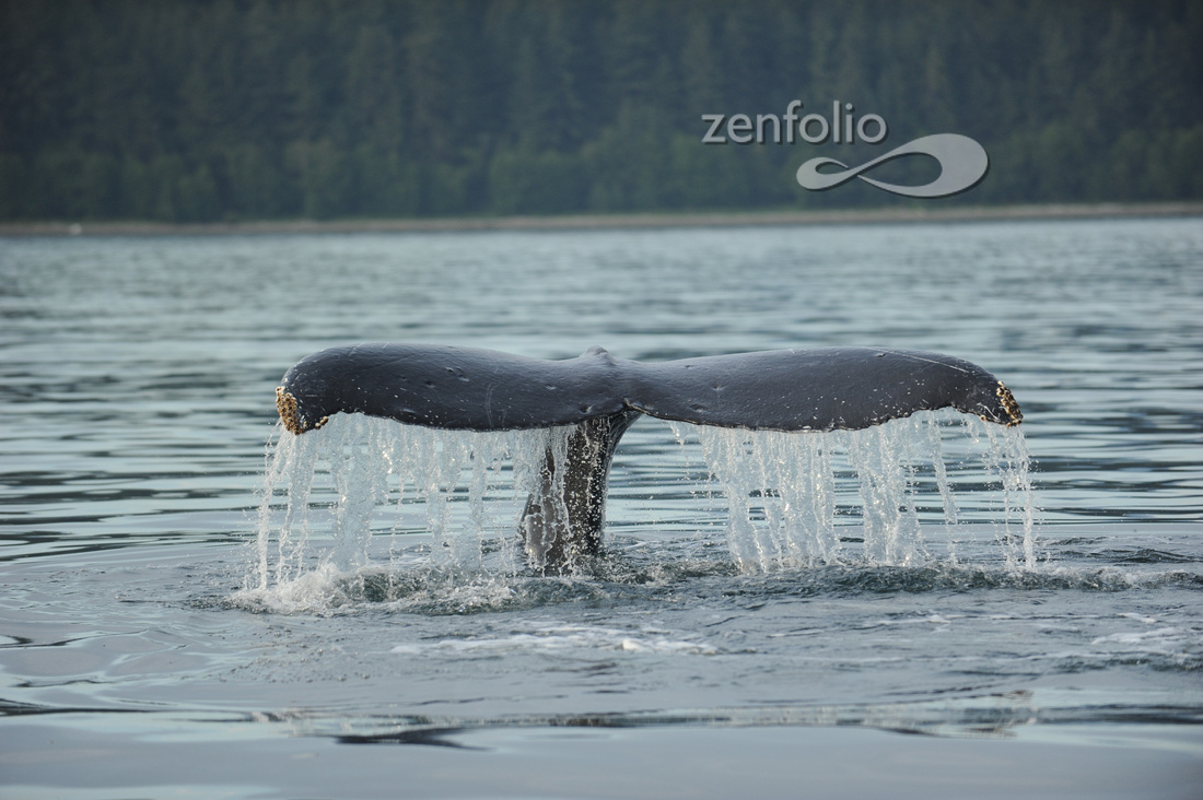 Humpback Whale near Juneau Alaska