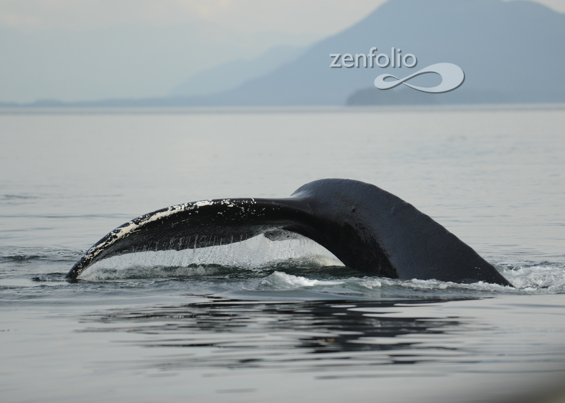 Humpback Whale near Juneau Alaska