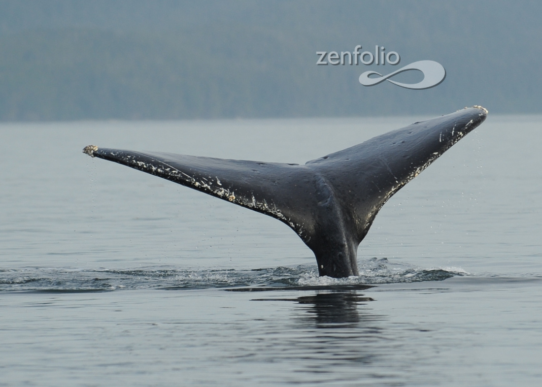 Humpback Whale near Juneau Alaska