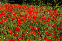 Poppy Field  Tuscany Italy