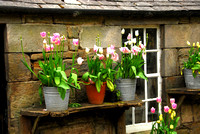 Tulips and Gardner's Shed, Cambo House and Garden, Near Perth, Scotland