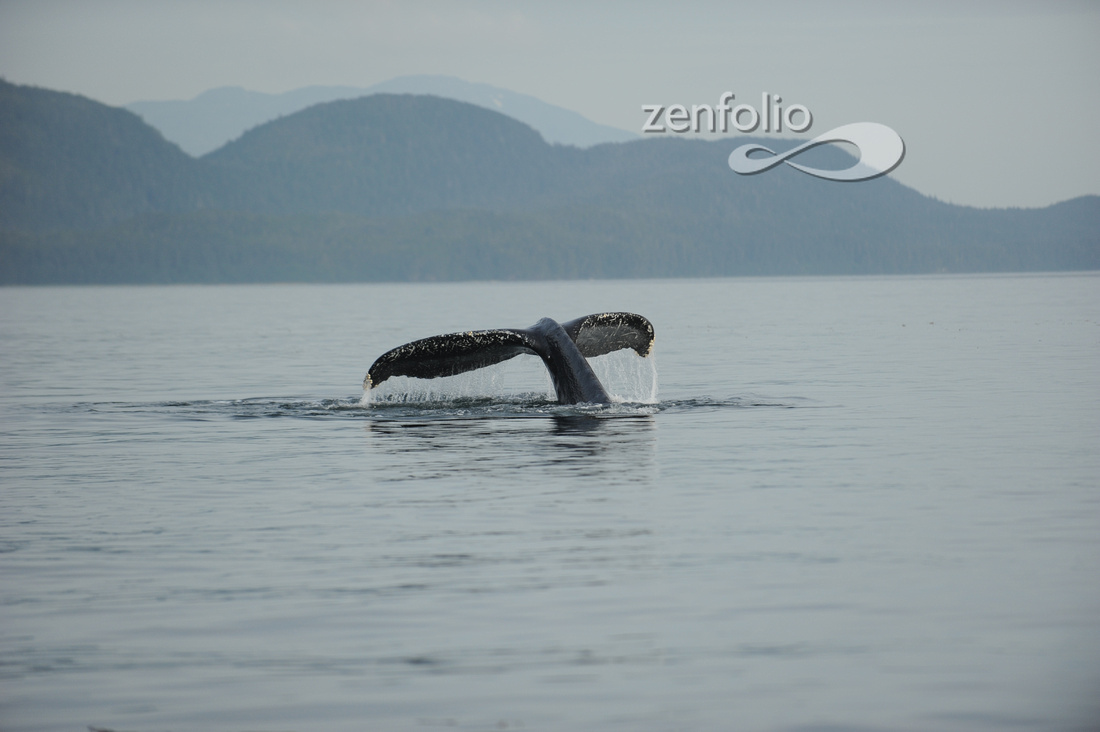 Humpback Whale near Juneau Alaska