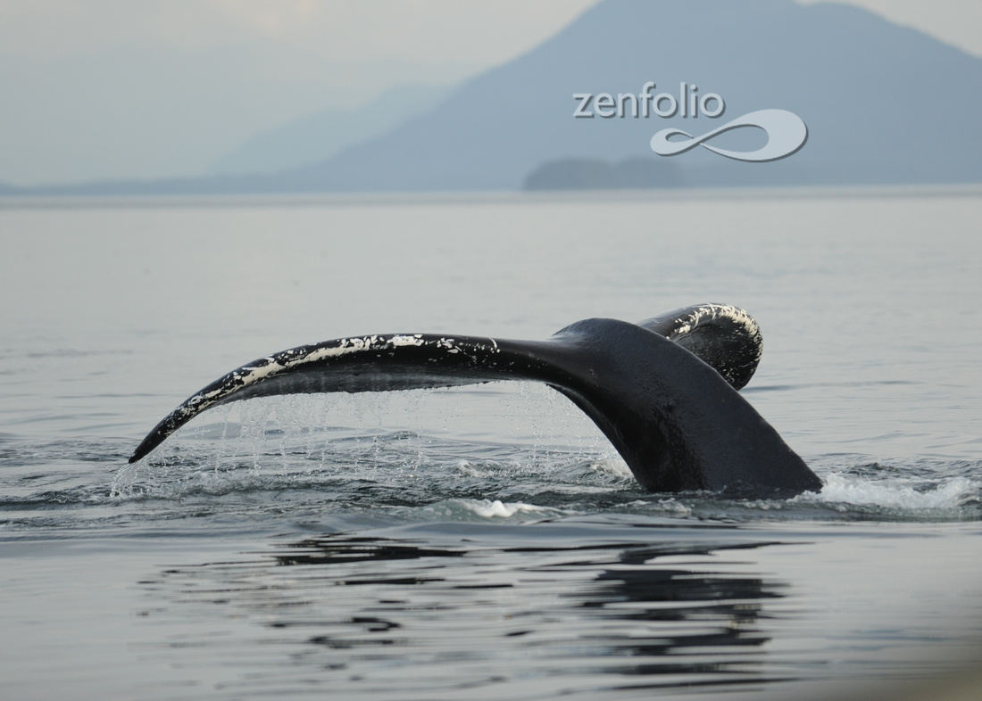 Humpback Whale near Juneau Alaska