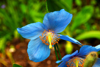 Himalayan Blue Poppy, Dublin Scotland