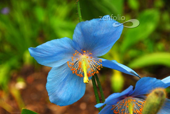 Himalayan Blue Poppy, Dublin Scotland