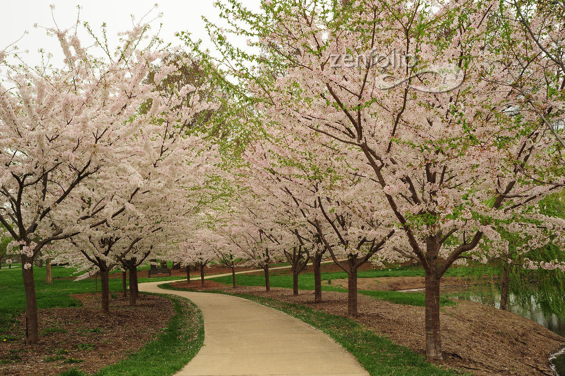 Cherry Trees in Bloom, Japanese Gardens UIUC