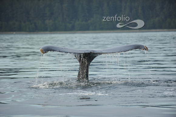 Humpback Whale near Juneau Alaska