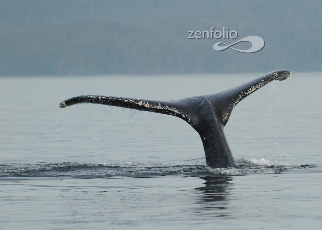 Humpback Whale near Juneau Alaska