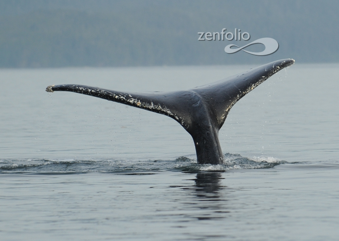 Humpback Whale near Juneau Alaska