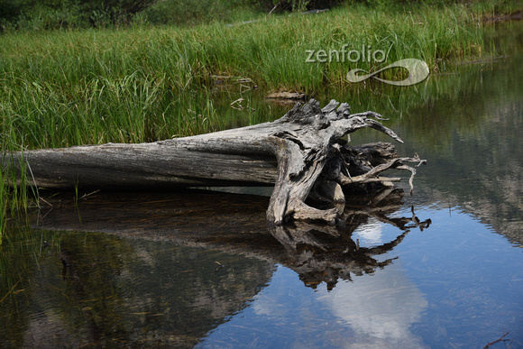 Figure in the log, Waterton Lakes National Park