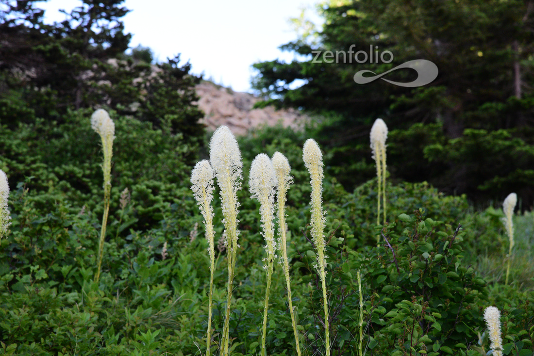 Bear Grass, Many Glacier, Glacier Nat Park